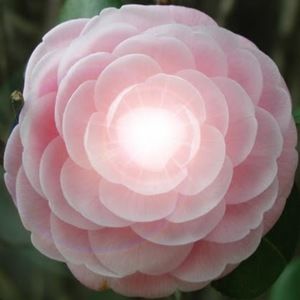 Meet your Posher, Jorge a.